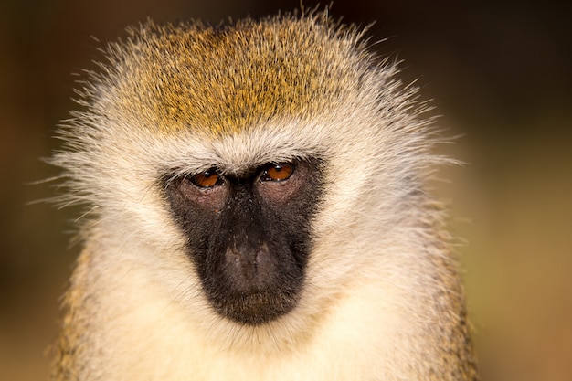 The portrait of a monkey in the savannah of Kenya