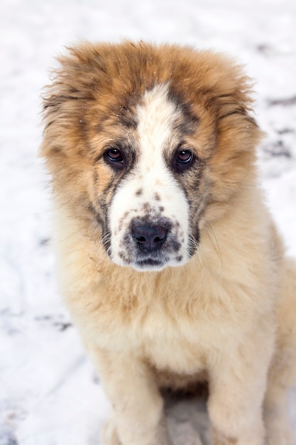 Portrait of months puppy 