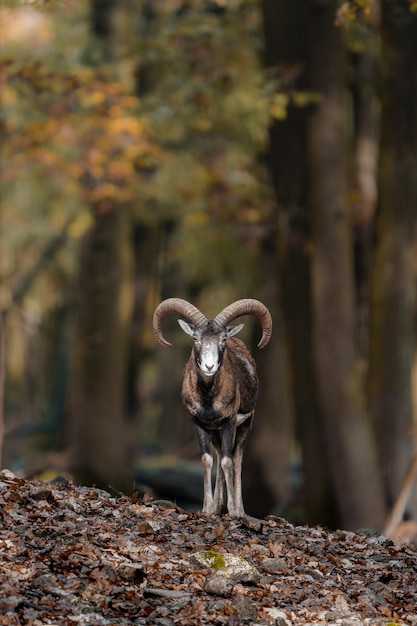 Photo portrait of mouflon in zoo