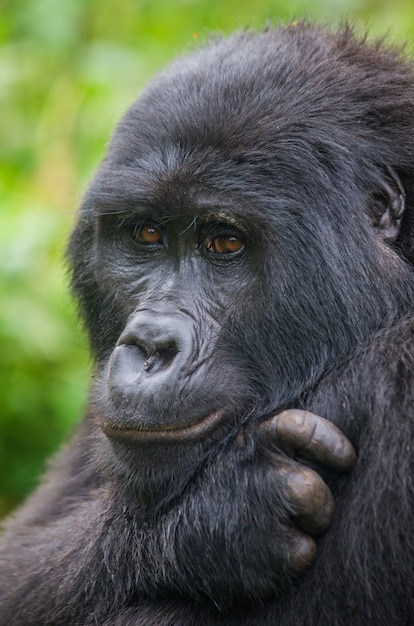 Portrait of a mountain gorilla. Uganda. Bwindi Impenetrable Forest National Park.