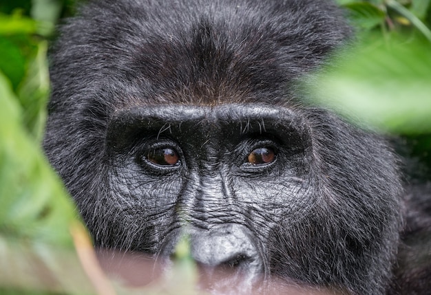 Portrait of a mountain gorilla. Uganda. Bwindi Impenetrable Forest National Park.