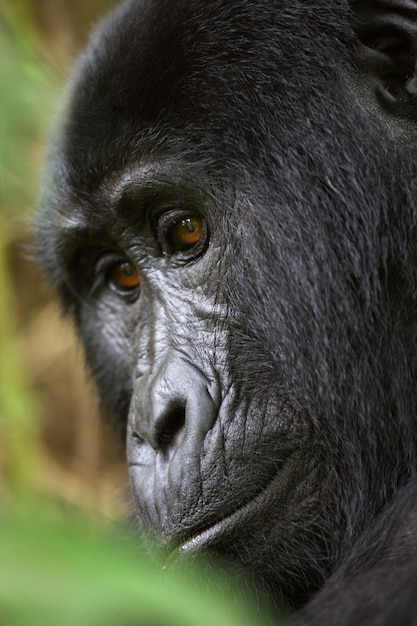 Portrait of a mountain gorilla. Uganda. Bwindi Impenetrable Forest National Park.