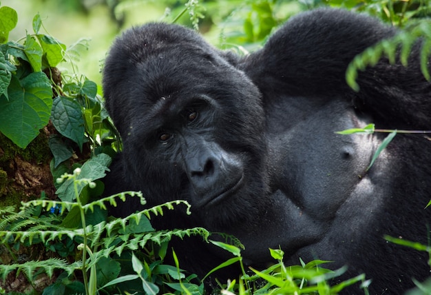 Portrait of a mountain gorilla. Uganda. Bwindi Impenetrable Forest National Park.