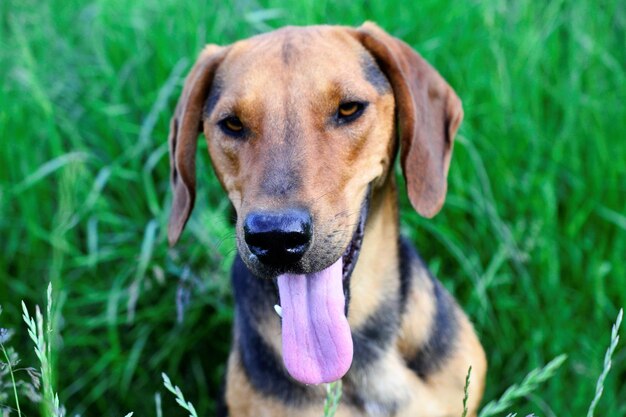 portrait in nature of a brown stray dogimage of a