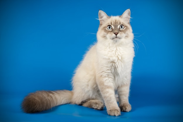 Portrait of the neva masquerade cat on a colored wall