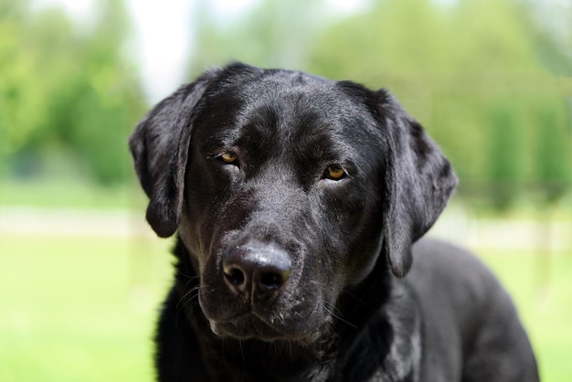 Portrait of a nice black labrador dog looking towards the camera