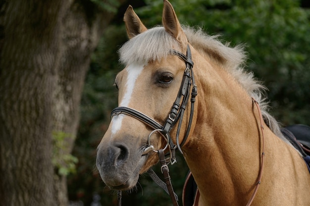 Portrait of nice brown horse.