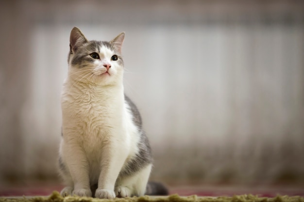 Portrait of nice white and gray cat with green eyes sitting outdoors looking straight upwards on blurred light sunny .