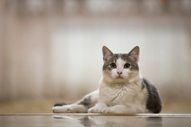 Portrait of nice white and gray domestic cat with big round green eyes laying relaxed outdoors on blurred light sunny  Animal world concept.