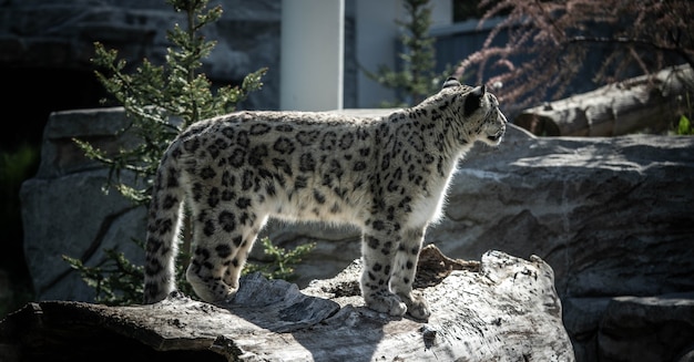 Portrait of a noble snow leopard