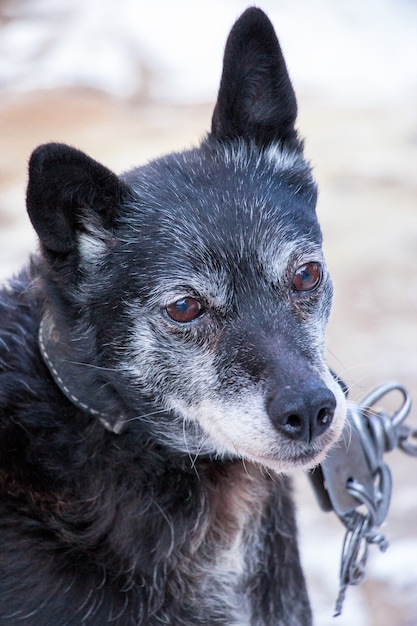 Portrait of old black dog in collar