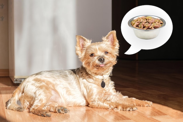 Portrait of older Yorkshire terrier Small dog is resting on the floor in apartment in morning sun