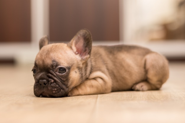 Portrait of One-month-old French Bulldog puppy. Cute little puppy.