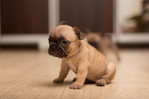 Portrait of One-month-old French Bulldog puppy. Cute little puppy.