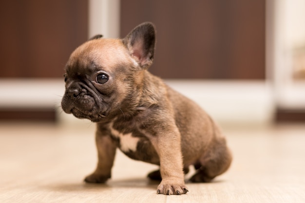 Portrait of One-month-old French Bulldog puppy. Cute little puppy.