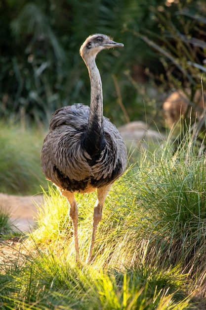 Portrait of an ostrich in the field