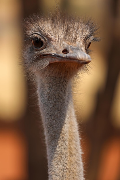 Portrait of an ostrich Kalahari Desert Namibia