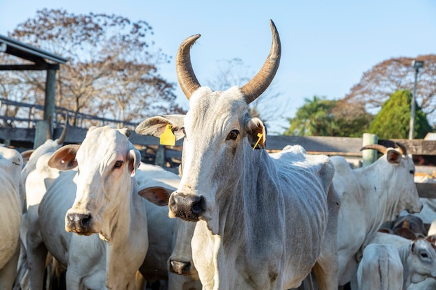 Portrait of an ox confined in the auction stall stable.