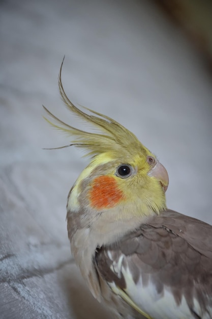 Portrait of parrot cockatiel cockatiel closeup home parrot