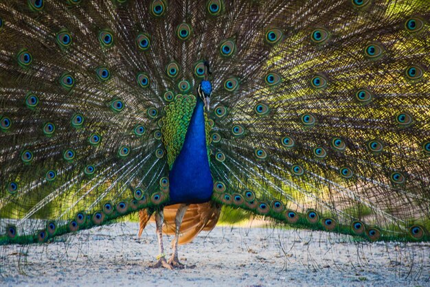 portrait of a peacock with an open tail