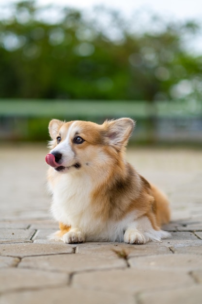 A portrait of pembroke welsc corgi with bokeh background at the park in the morning walk