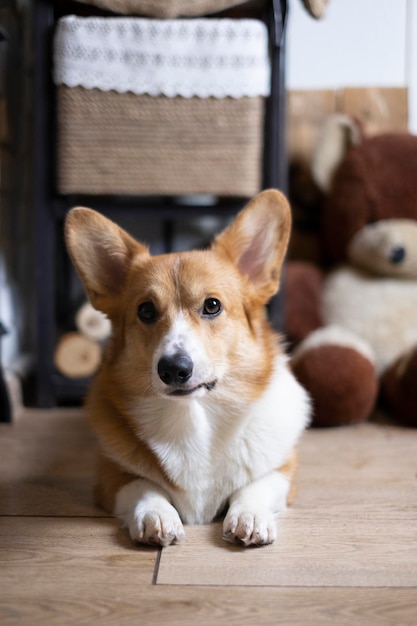 Portrait of a pet red dog, pembroke welsh corgi, lying