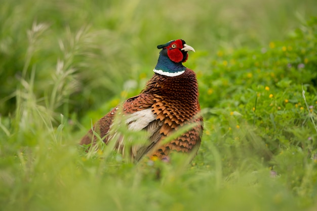 Portrait of a Pheasant