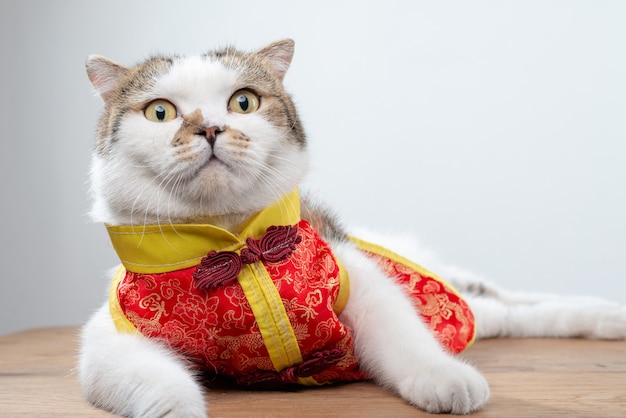 Portrait photo of cute domestic shorthair cat in Chinese style clothing.