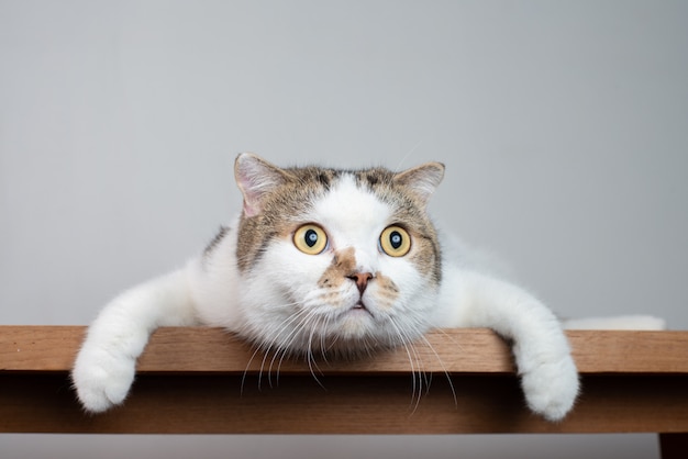 Portrait photo of Scottish fold cat with shocking face and wide open eyes.