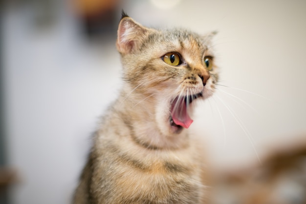 Portrait photo of short hair cat opening mouth wide.