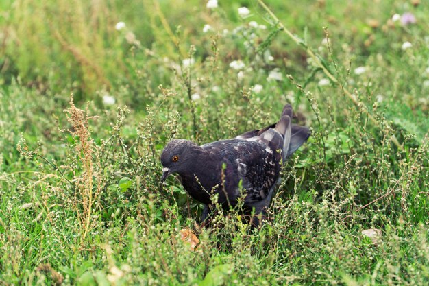 POrtrait of pigeon dove in grass.