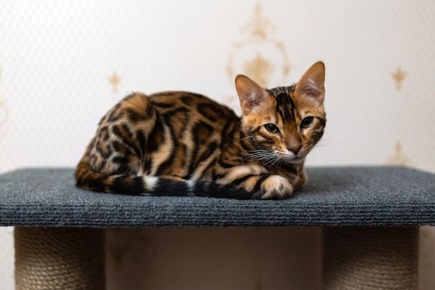 Portrait of a playful bengal kitten