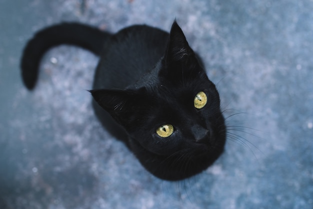 Portrait of playful and curious black cat with yellow eyes on isolated dark . Halloween . Top view.