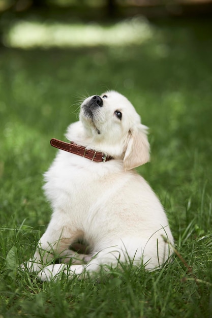 Portrait of a playful puppy of a purebred golden retriever dog Retriever puppy sits in the grass