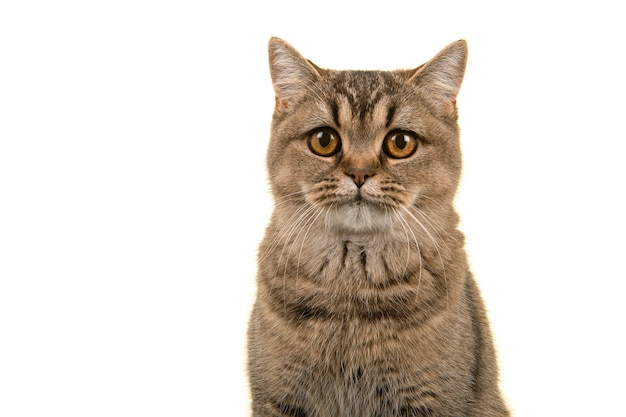 Portrait of a Ppretty british shorthaired cat looking at the camera isolatd on a white background