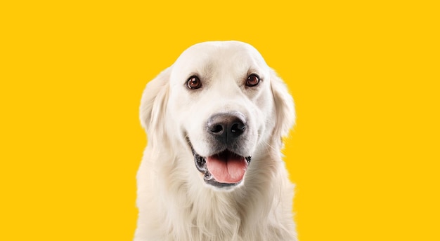 Portrait of pretty blond labrador retriever dog looking at the camera with happy smile yellow studio