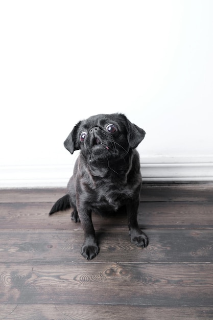 Portrait of pretty brabancon or griffon dog looking at the camera with open mouth funny face posing over white wall closeup shot