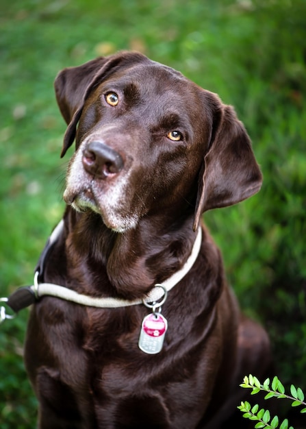 Portrait of a pretty  brown chocolate labrador retriever in the summer garden