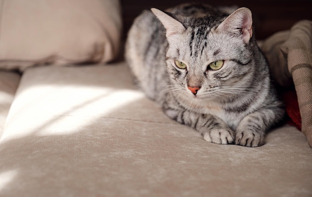 Portrait of a pretty cat is sitting on a sofa