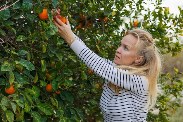 Portrait of a pretty woman picking oranges from an orange tree healthy eating