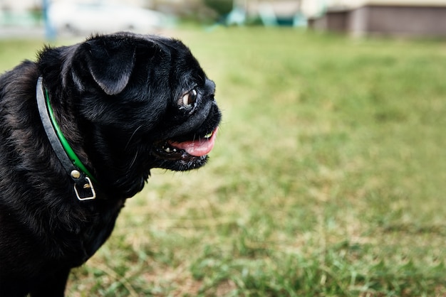 Portrait of pug dog on the grass