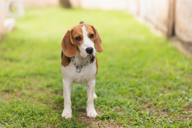 Portrait puppy beagle standing on the green grass