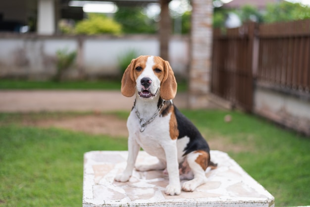 Portrait of puppy beagle on the table