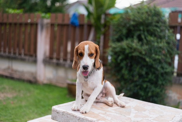 Portrait of puppy beagle on the table