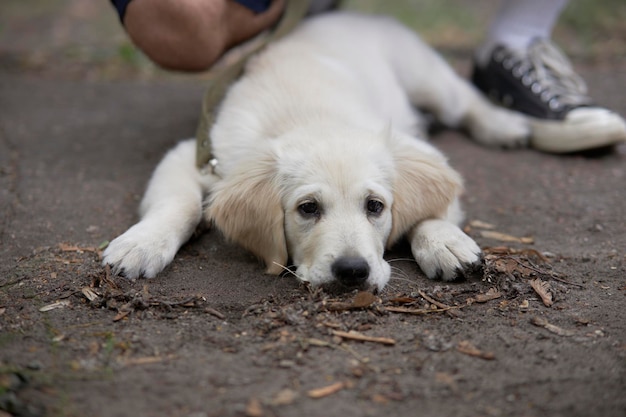 Portrait of a puppy golden retriever Cute puppy dog best friend