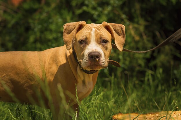 Portrait of a puppy Pitbull