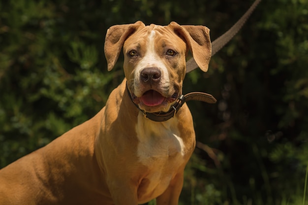 Portrait of a puppy Pitbull