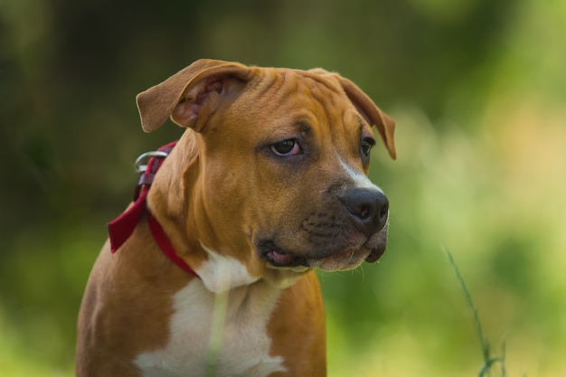 Portrait of a puppy Pitbull