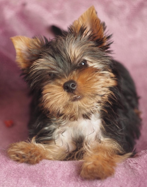 Photo portrait of puppy relaxing