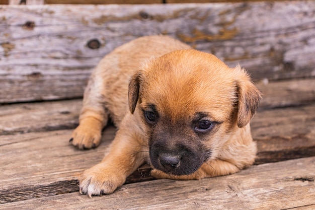 Portrait of a puppy This is a very loving and wonderful pet